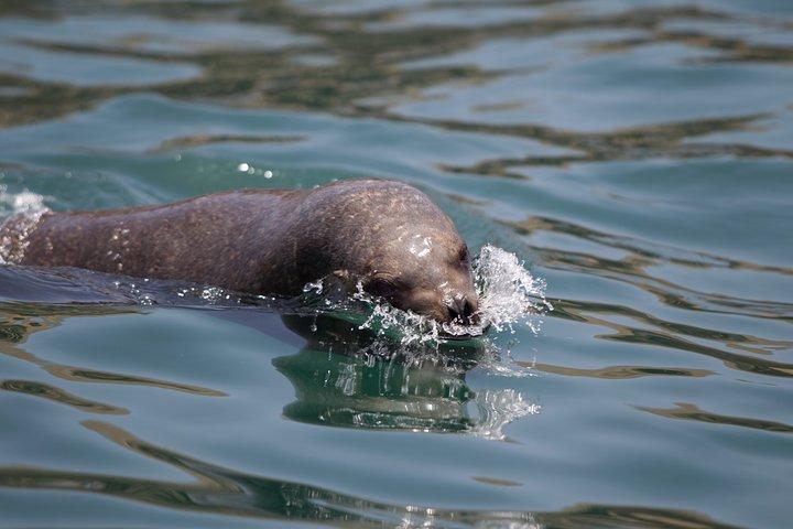 Lima: Palomino Islands, swim with sea lions in the Pacific Ocean