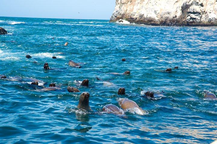 Lima: Palomino Islands, swim with sea lions in the Pacific Ocean