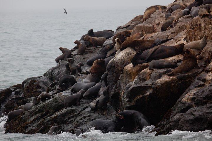 Lima: Palomino Islands, swim with sea lions in the Pacific Ocean