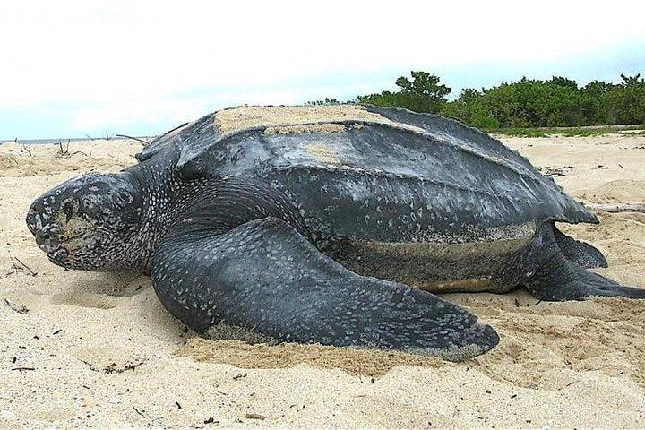 Experiencia única en Sri Lanka - 8 días