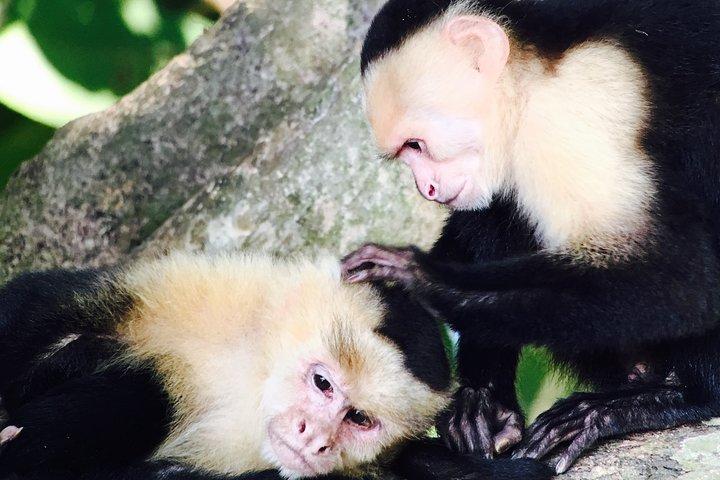 マヌエル・アントニオ国立公園:完全な野生動物体験