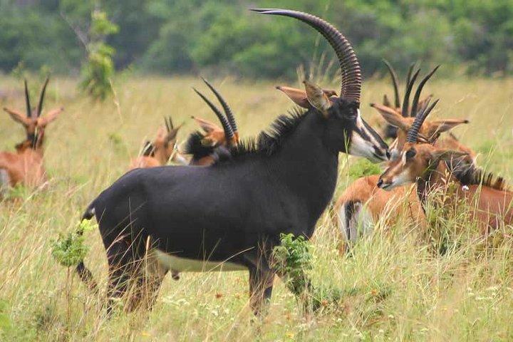 Entdecken Sie die verborgenen Schätze Tansanias: Ruaha, Selous und Mikumi Safari