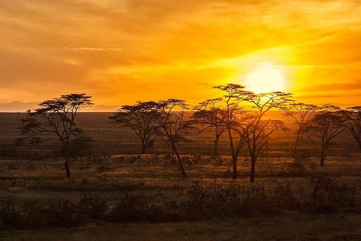 Entdecken Sie die verborgenen Schätze Tansanias: Ruaha, Selous und Mikumi Safari