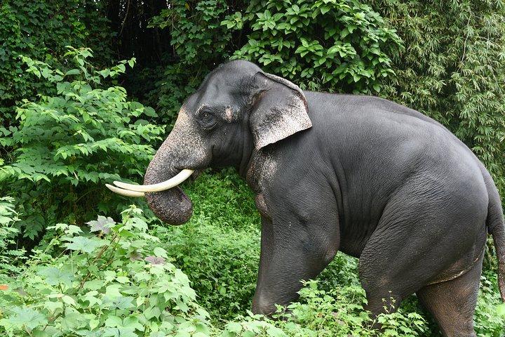 Voyage immersif dans le sud de l'Inde