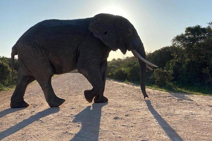 Safari da Vida Selvagem na Rota do Jardim - 4 dias