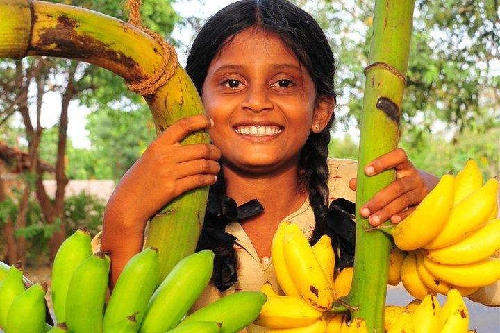 Sri Lanka rurale (13 N / 14 D)