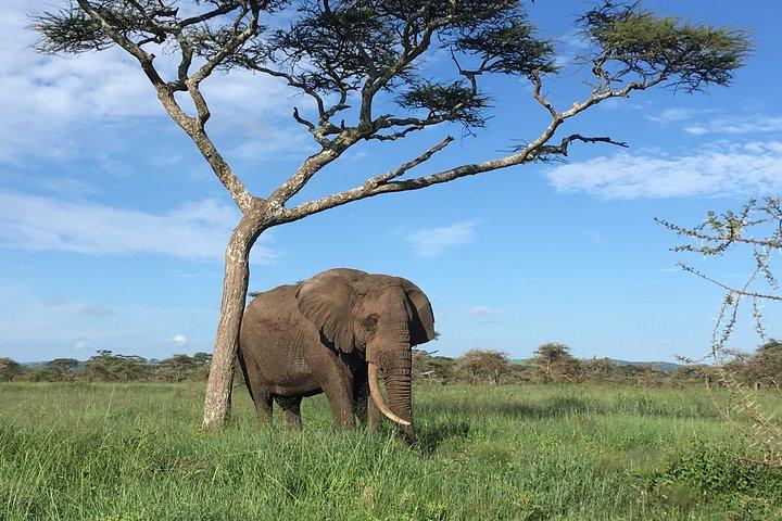 2日間のサファリ-タランギーレとンゴロンゴロクレーター