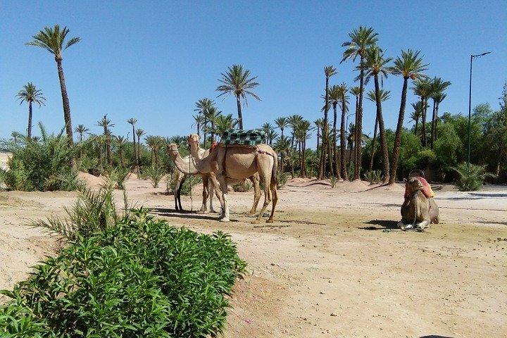 Majorel Marvels: Garden Excursion with Camel Ride in Palmeraie