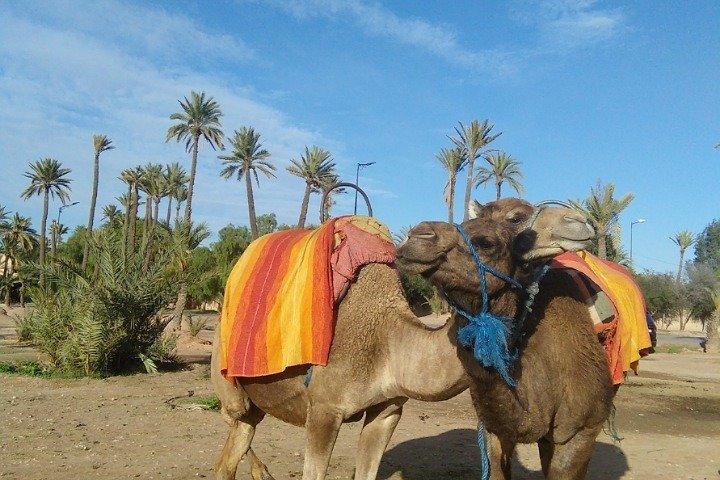 Majorel Marvels: Garden Excursion with Camel Ride in Palmeraie