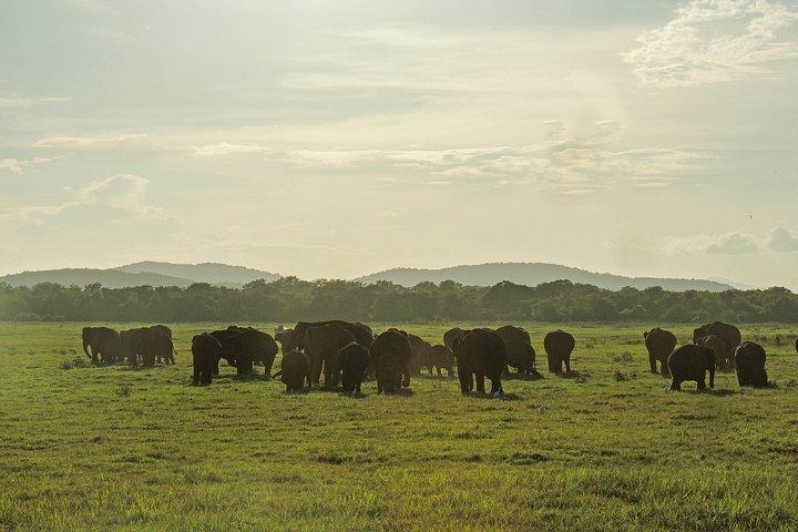 Parque Nacional Kaudulla Safari de Sigiriya