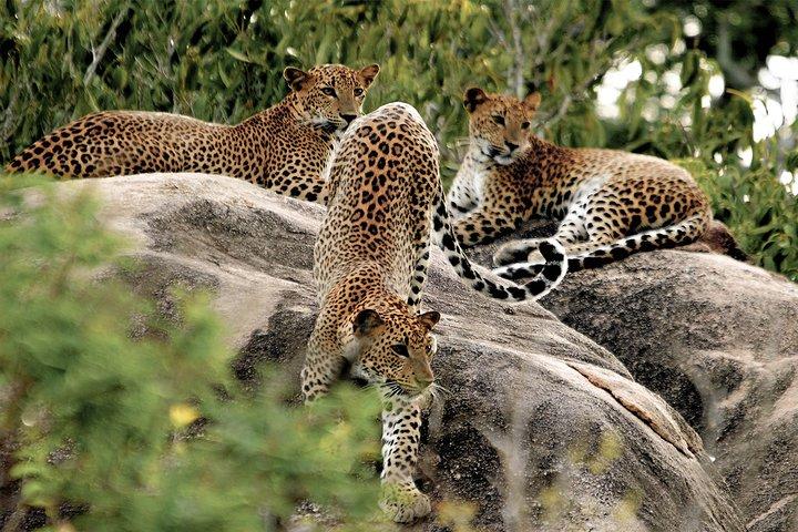 Entrada al Parque Nacional Yala con Safari Privado