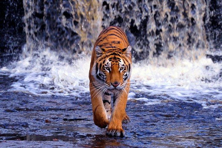 Från Jaipur: Ranthambore Tiger Safari samma dag