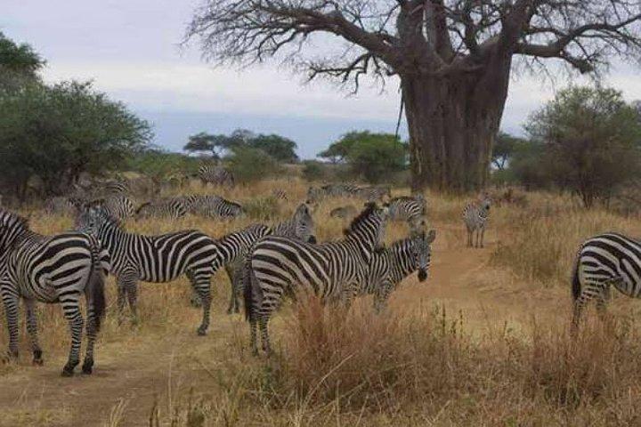 Arusha: Tarangire National Park 1-Day Group Joining Safari