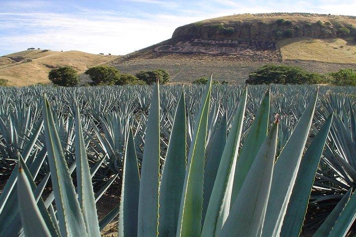Magic Town Tequila og Agave Fields