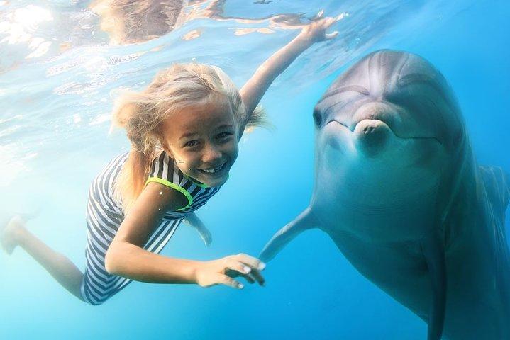 Activité d'observation des dauphins avec plongée en apnée à Hurghada