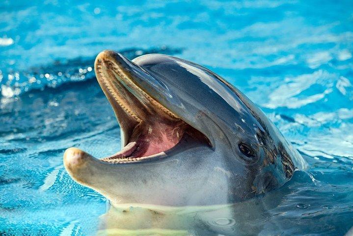 Activité d'observation des dauphins avec plongée en apnée à Hurghada