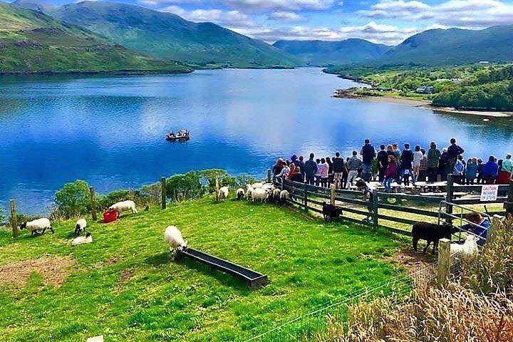 Besuchen Sie traditionelle arbeitende Schaffarm mit Schäferhunddemo. Galway.
