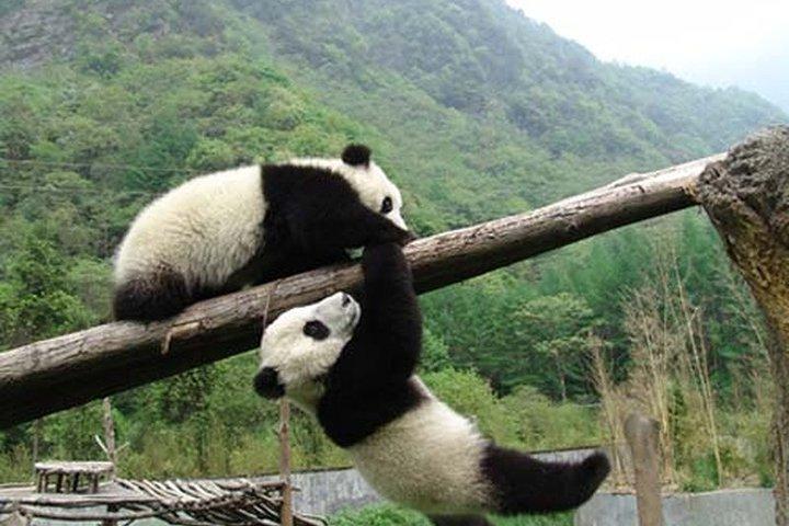 Excursion privée : visite du Centre de recherche et d'élevage du panda géant de Chengdu