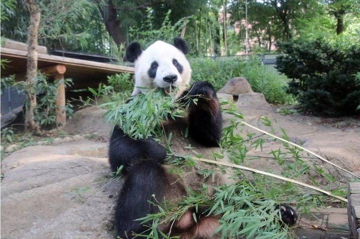 Excursion privée : visite du Centre de recherche et d'élevage du panda géant de Chengdu