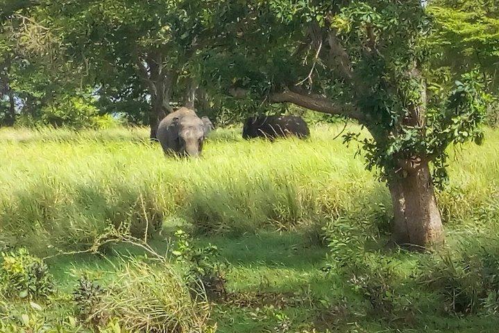 Kalawewa National Park Shared Safari