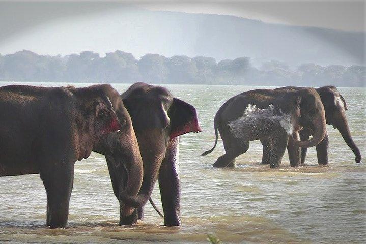 Kalawewa National Park Shared Safari