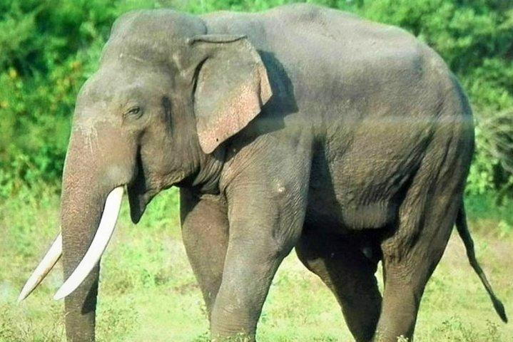 Kalawewa National Park Shared Safari