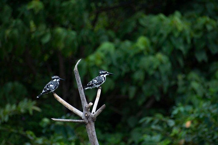 Birdwatching a Diyasaru Uyana dal Monte Lavinia