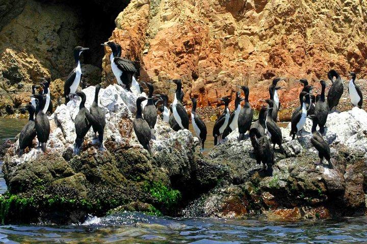 Ballestas Islands Tour & Paracas Reserve ab Lima (Privat)