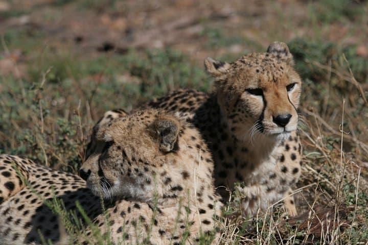 Private Safari Tour to Aquila Private Game Reserve excluding Entrance Fees