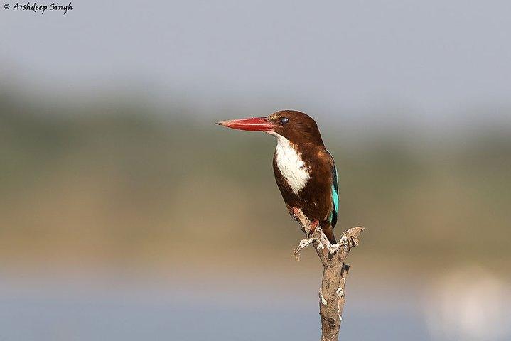 Birdwatching a Diyasaru Uyana dal Monte Lavinia