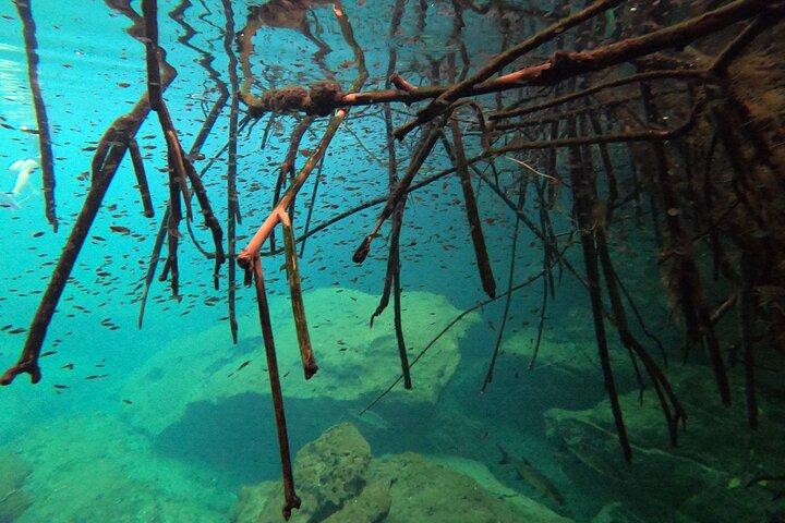 Freediving Intro voor beginners in een Cenote in Tulum Mexico