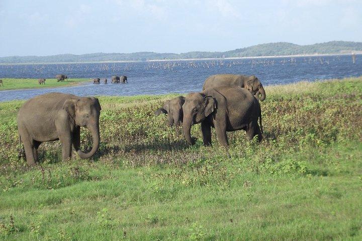 Wildtiersafari im Kaudulla National Park