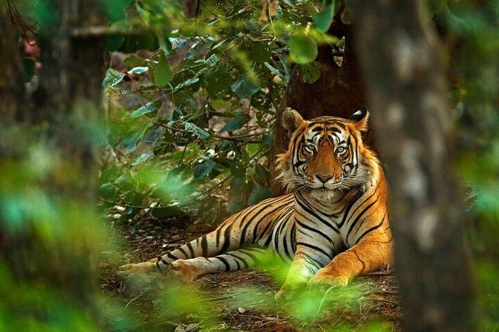 03 Giorni Private Wildlife Ranthambore Tiger Tour da Jaipur
