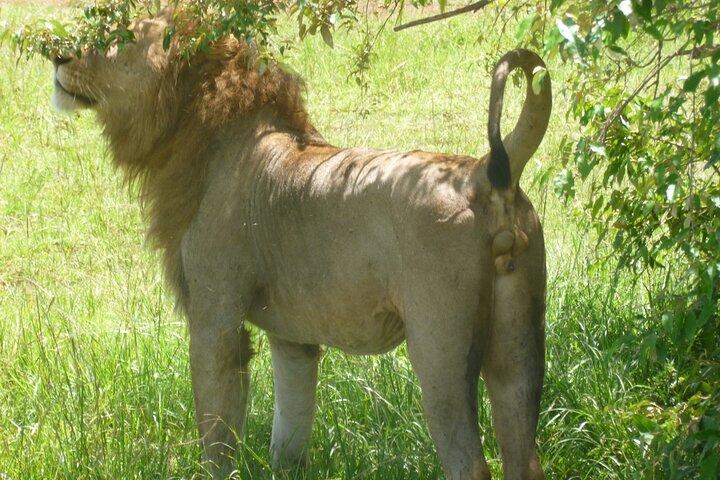 Dagstur til Arusha National Park