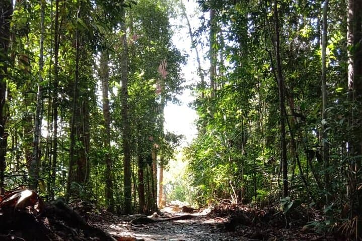 Taman Negara National Park Trekking Day Tour (SIC - Join In Tour)
