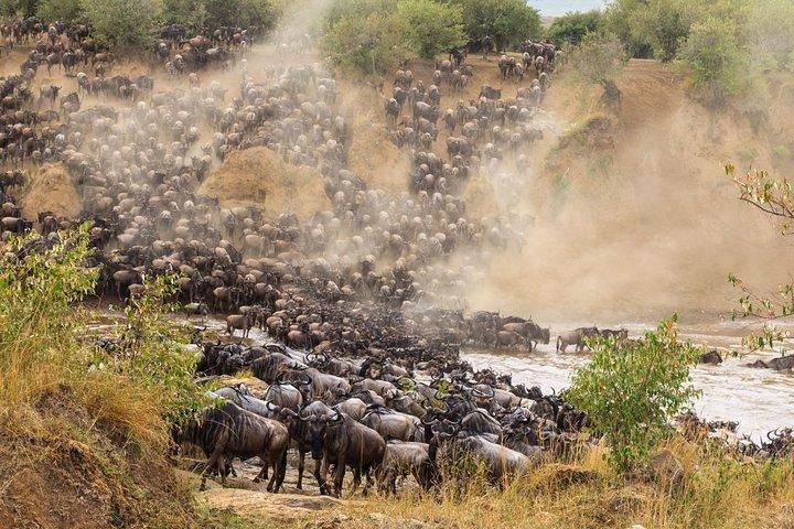 8 dage Great Wildebeest Migration - Mara River Crossing