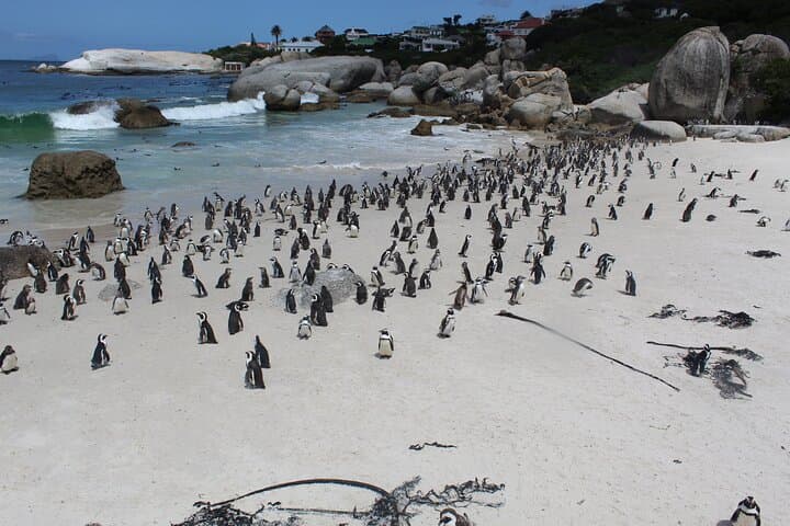 Private Visit To Hermanus Whale Watching Penguins And Winery + All fees included