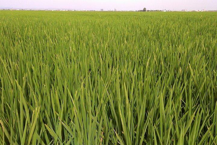 Albufera Natur- & Bootstour ab Valencia (kleine Gruppe)