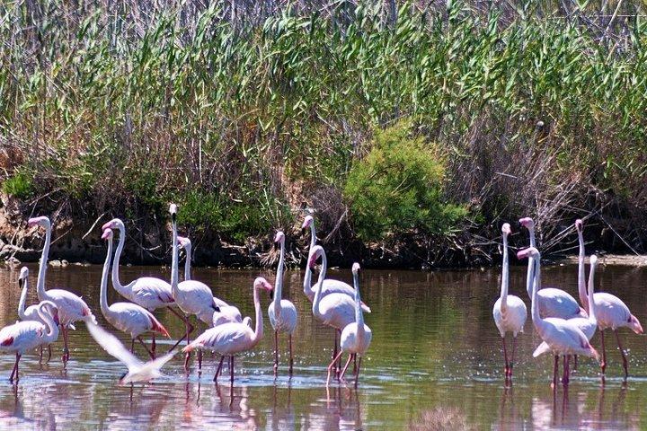 Albufera Natur- & Bootstour ab Valencia (kleine Gruppe)