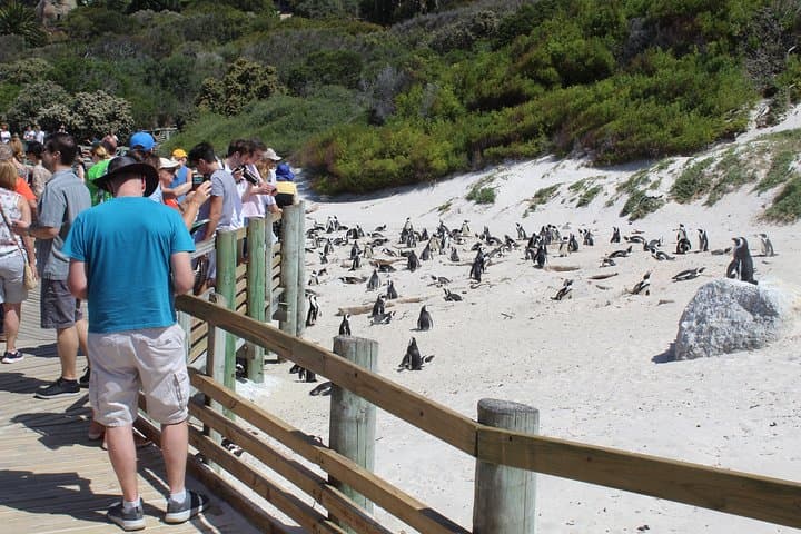 Full-Day Tour to Cape Point and Cape of Good Hope