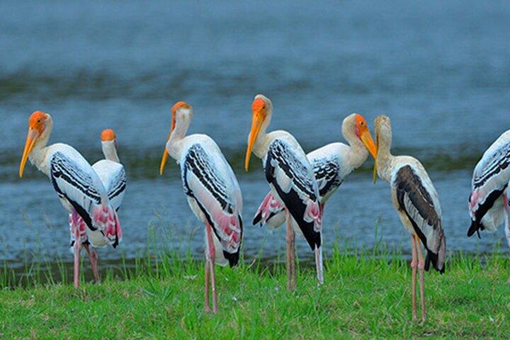 Bundala National Park Safari di Ahangama