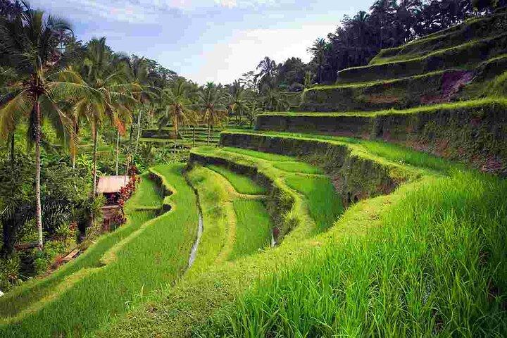 Bali Sightseeing Tours en Tegenungan Waterfall