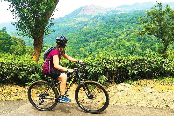 Theevelden op de fiets vanuit Kandy