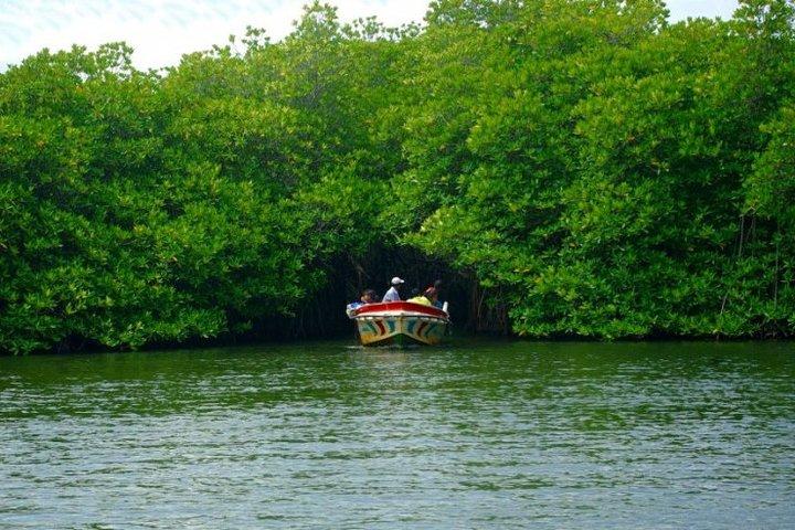 Southern Coast Highlights og River Safari fra Beruwala
