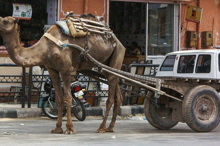 Samode Town Excursion - Ein Besuch in einer einzigartigen Stadt in Rajasthan mit privaten Transfers