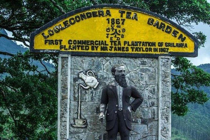 Domaine de thé James Taylor de Kandy