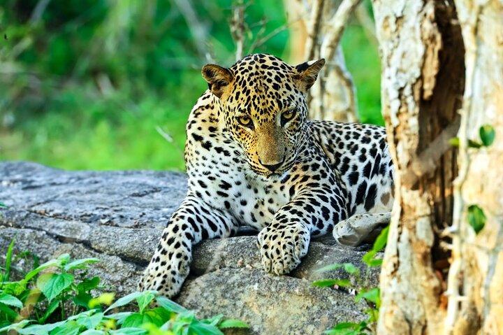Yala National Park Full Day Safari Tour from Ella