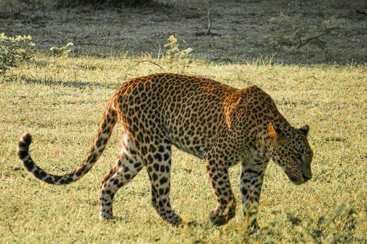 Bilhete de entrada para o Parque Nacional Yala com Safari Privado