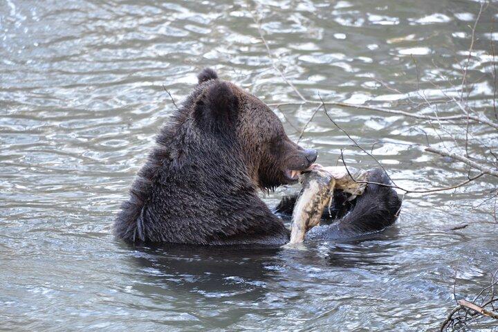 ビュート島のグレートベアーズ:ハイイログマの観察と先住民文化ツアー