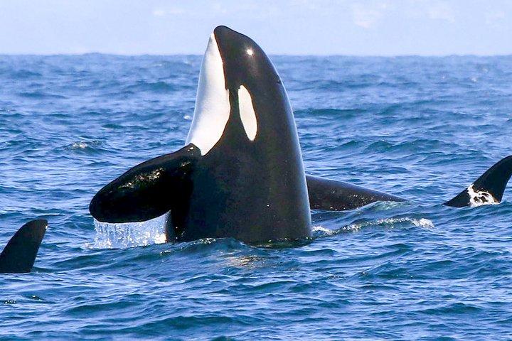 Whale Watching da Galle su barca condivisa